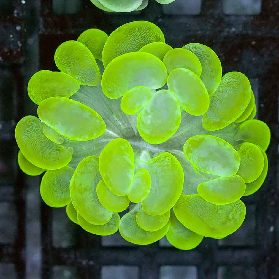 Epic Bubble Coral