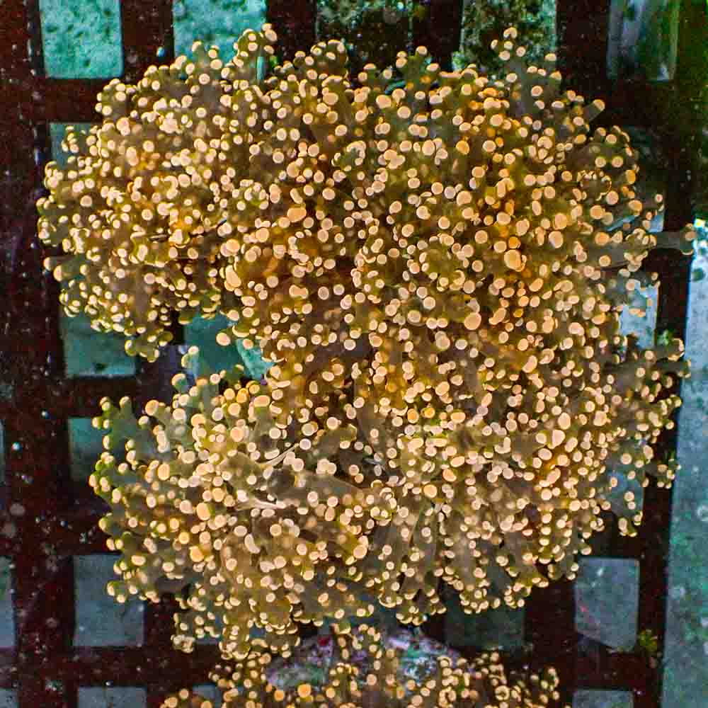 Frogspawn Branch Orange Tip NEON (M)