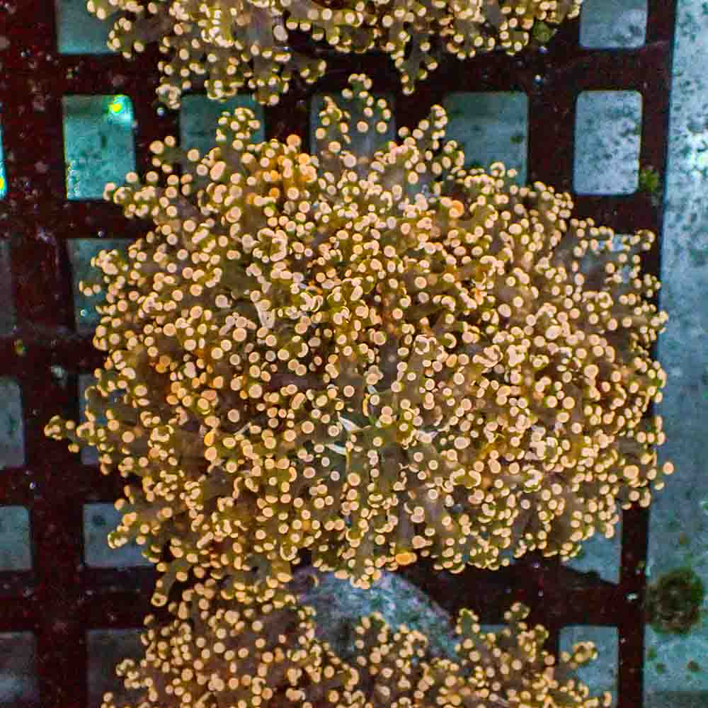 Frogspawn Branch Orange Tip NEON (M)