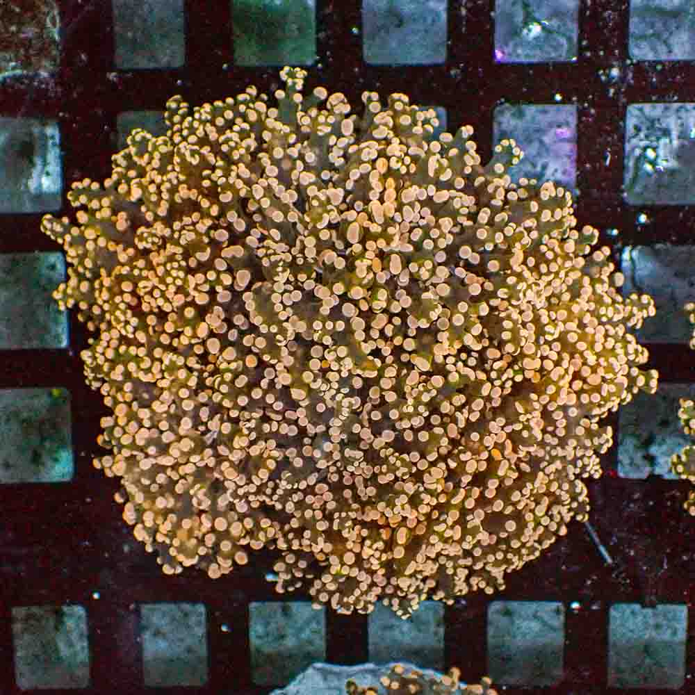 Frogspawn Branch Orange Tip NEON (M)