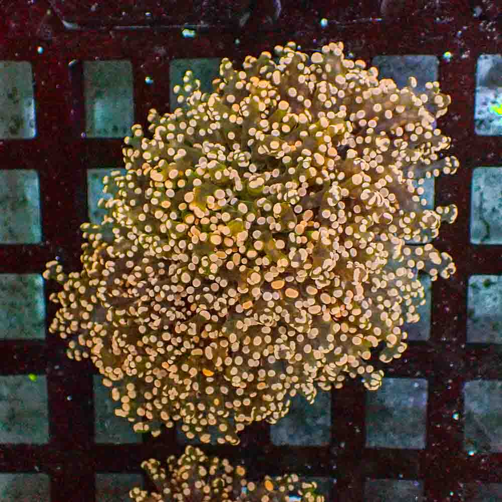 Frogspawn Branch Orange Tip NEON (M)