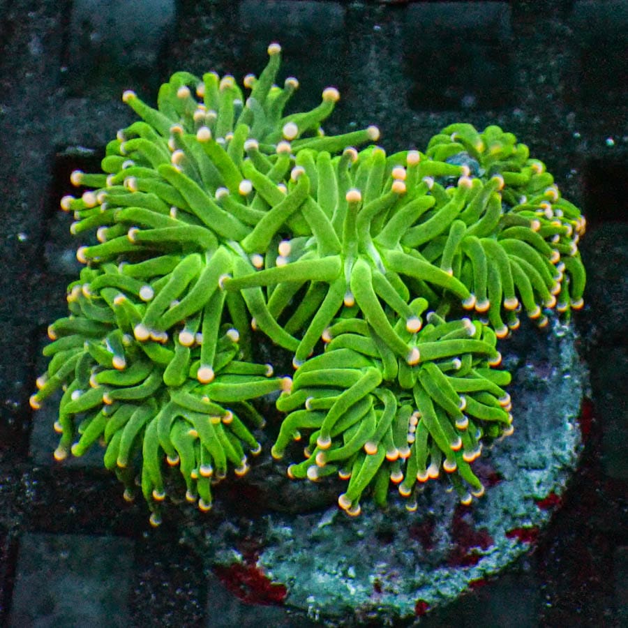 Approx 5-6 Head Bubble Gum Torch Colony