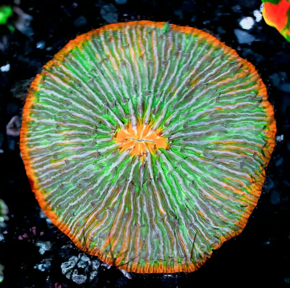 Rainbow Insanity Fungia Plate