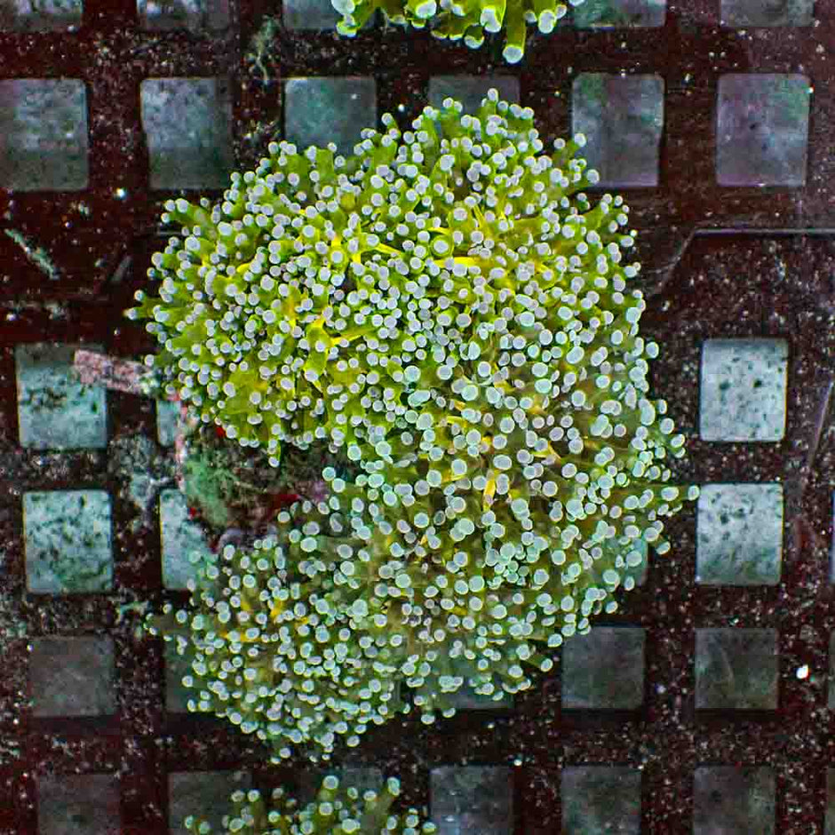 Frogspawn Branch NEON (M)
