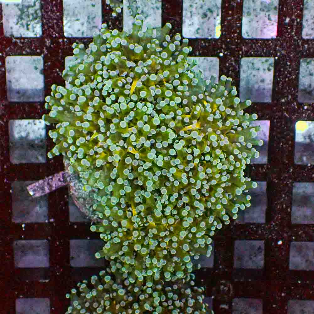 Frogspawn Branch NEON (M)