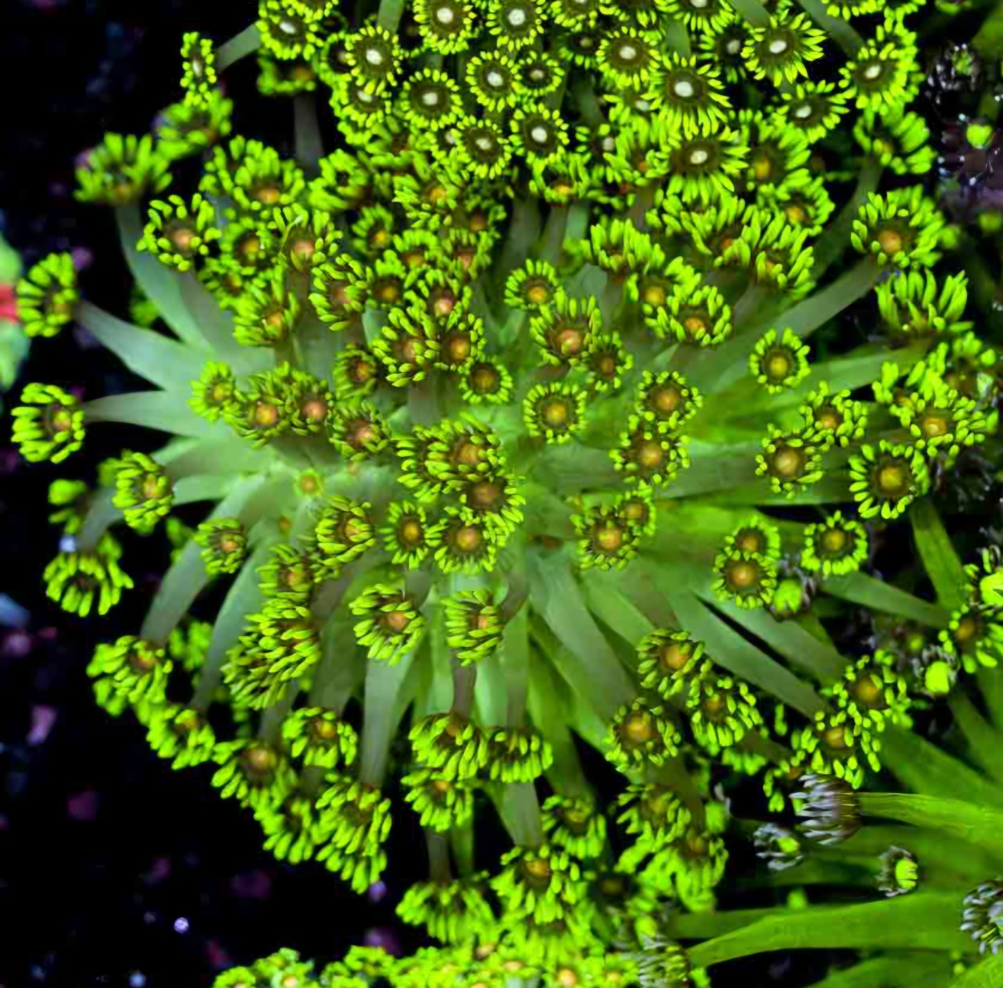Ghastly Ghoul Goniopora Colony
