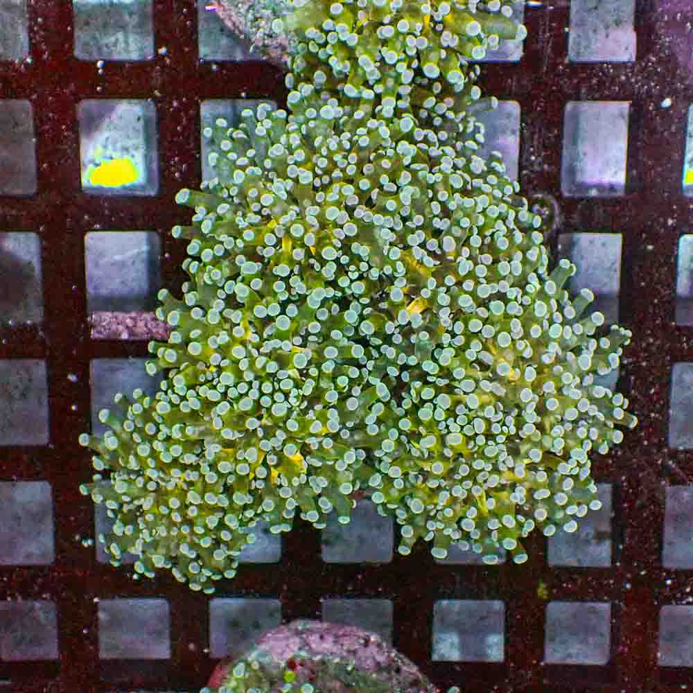 Frogspawn Branch NEON (M)