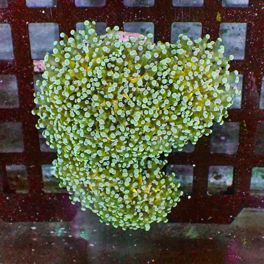 Frogspawn Branch NEON (M)