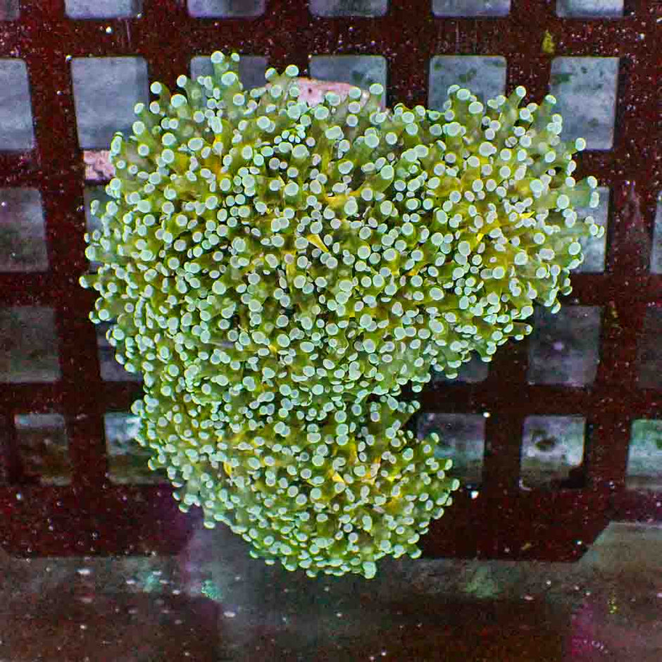 Frogspawn Branch NEON (M)