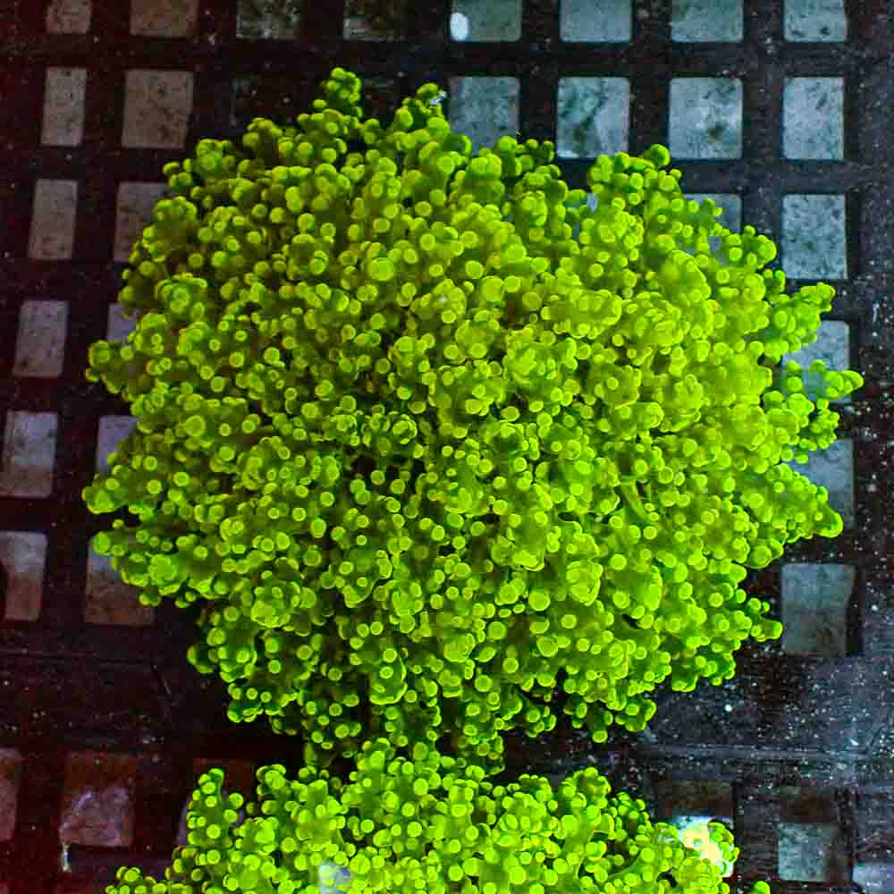 Octofrogspawn Green (M)
