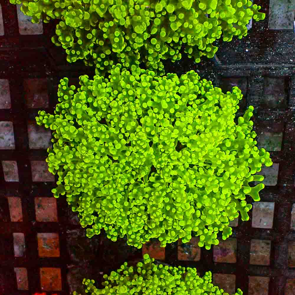 Octofrogspawn Green (M)