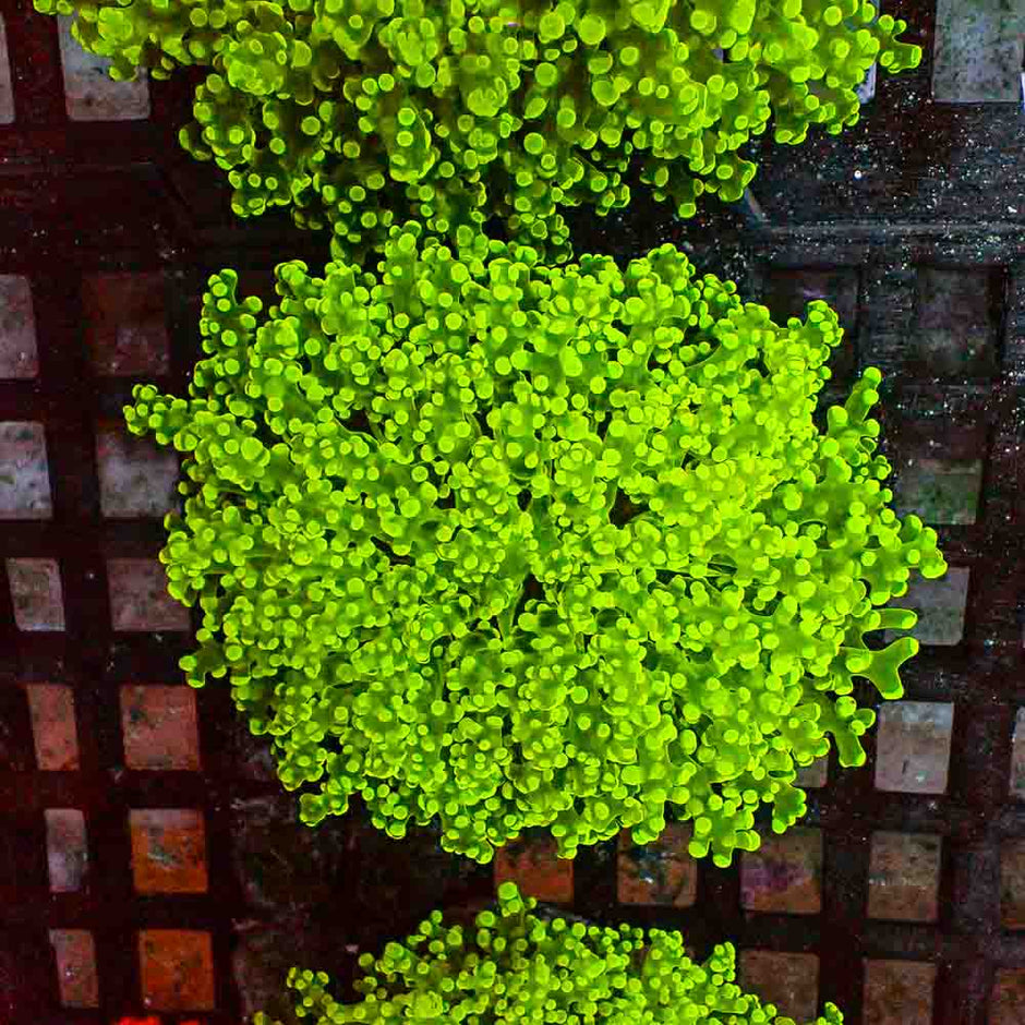 Octofrogspawn Green (M)