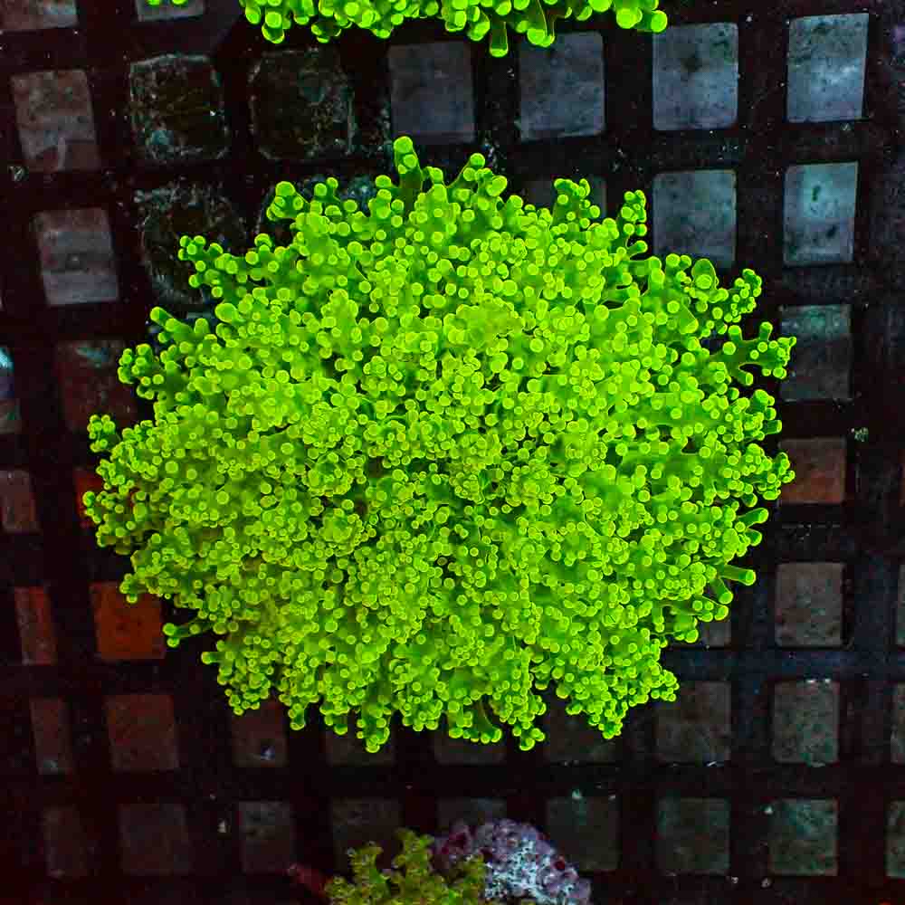 Octofrogspawn Green (M)