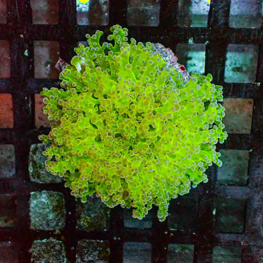 Octofrogspawn Green (M)