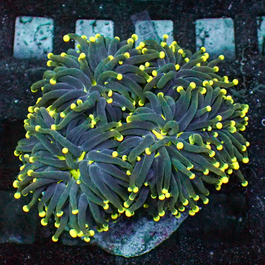Approx 5-6 Head Firefly Torch Colony