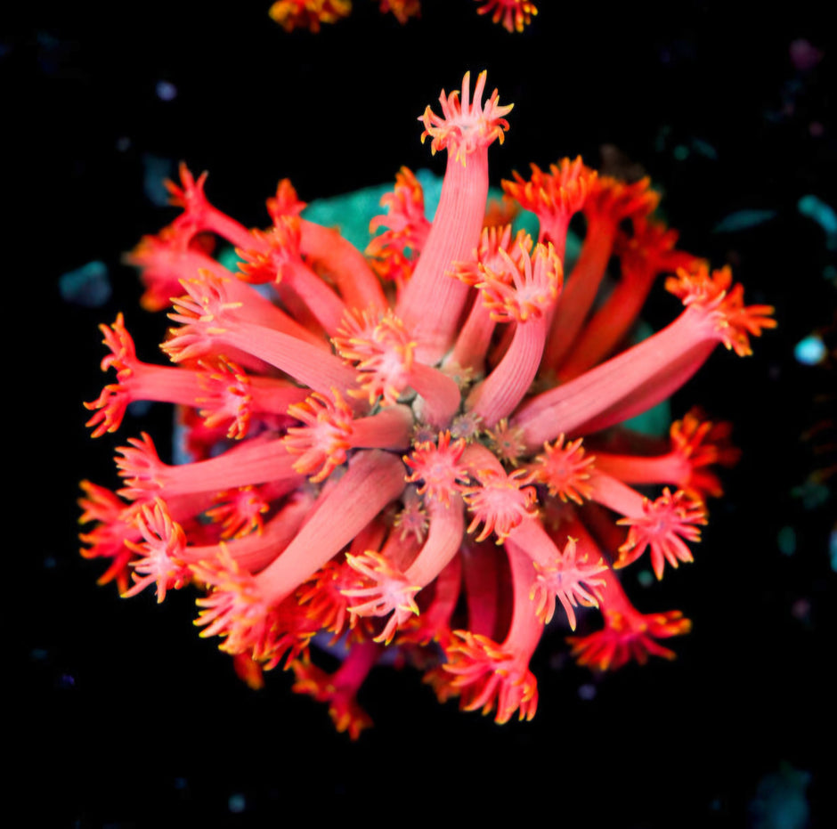 Pink Stardust Goniopora RARE