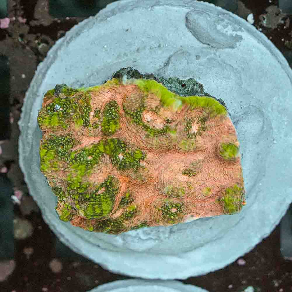 Lord of the Rings Chalice Colony