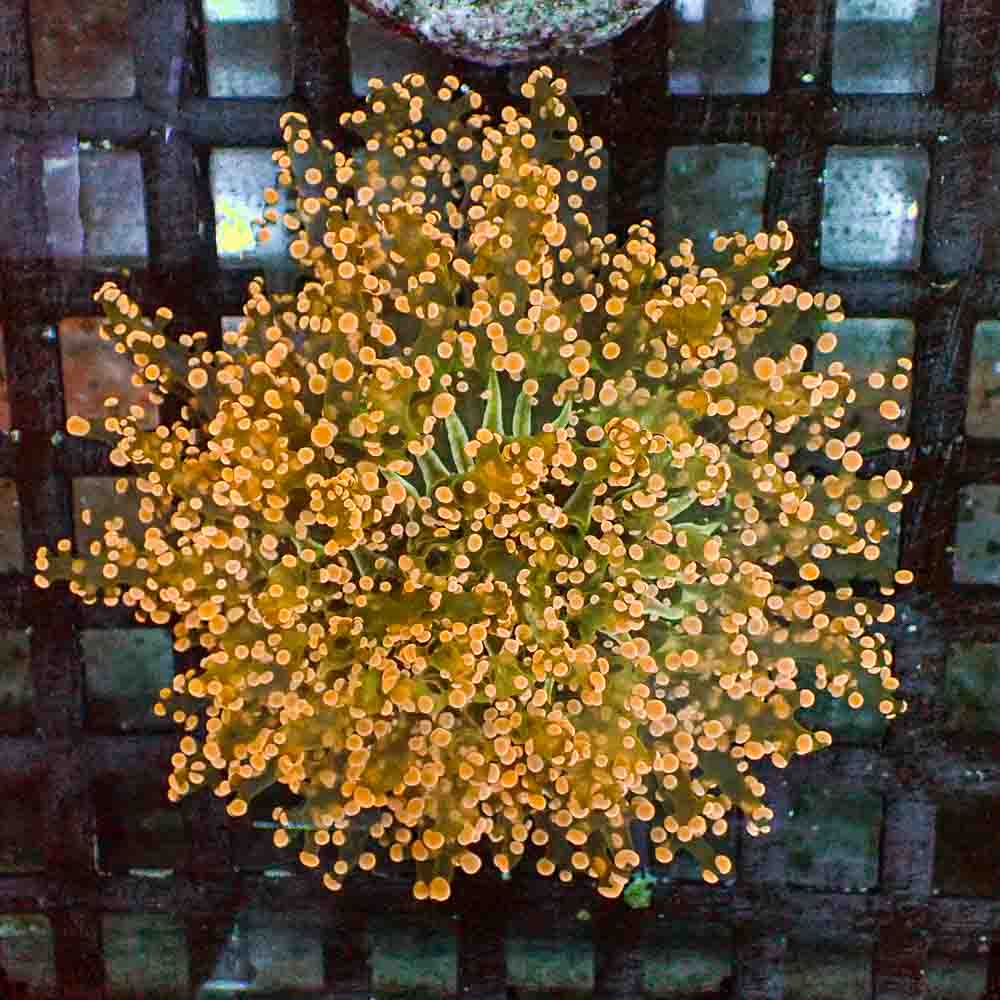 Octofrogspawn Orange (M)