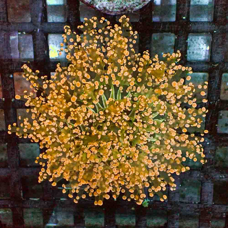 Octofrogspawn Orange (M)
