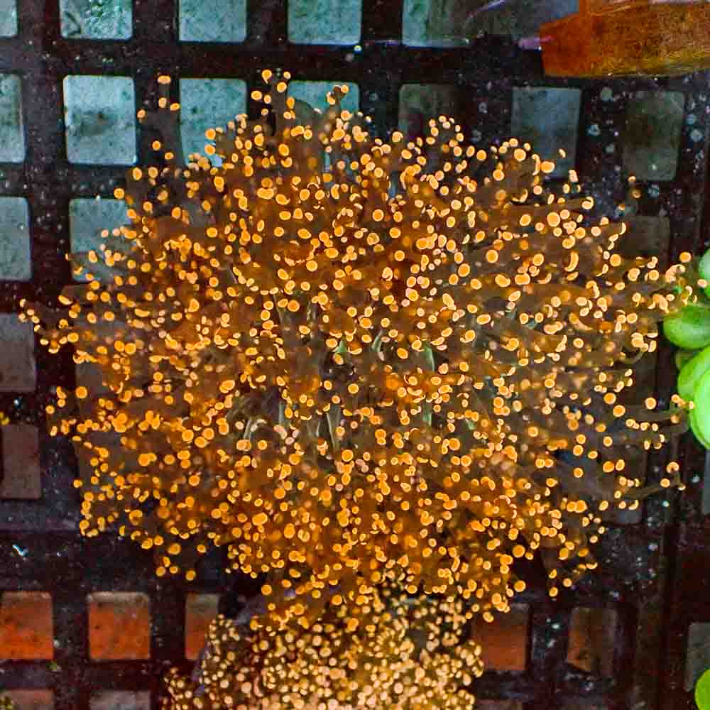 Octofrogspawn Orange (M)
