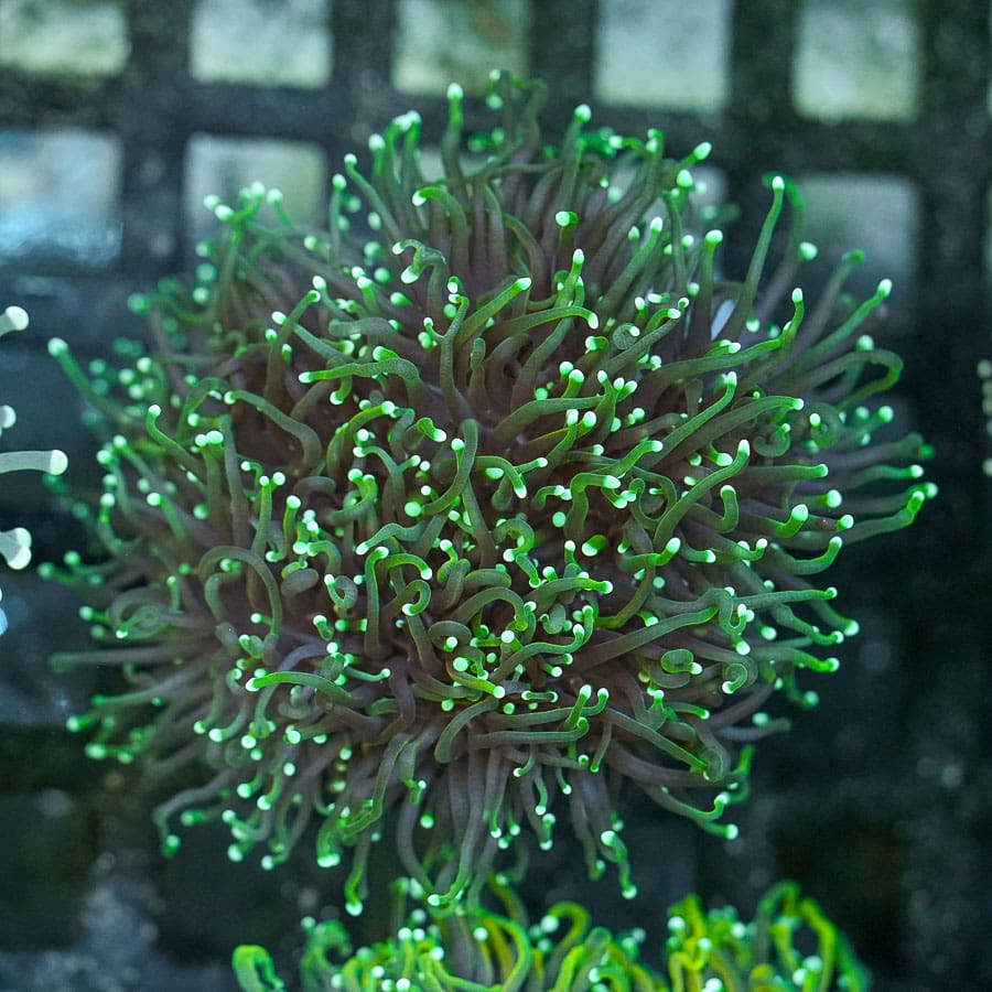 Approx 7 Head Grim Reaper Torch Colony