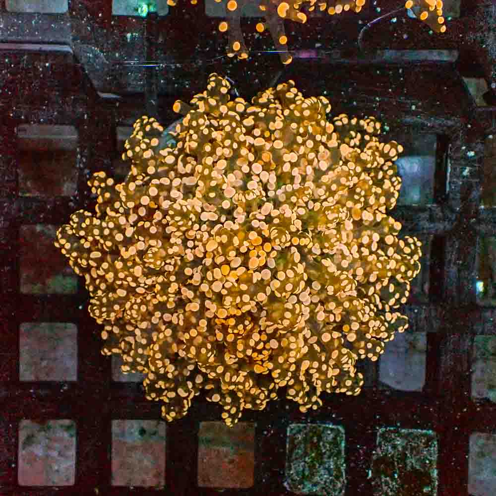 Octofrogspawn Orange (M)