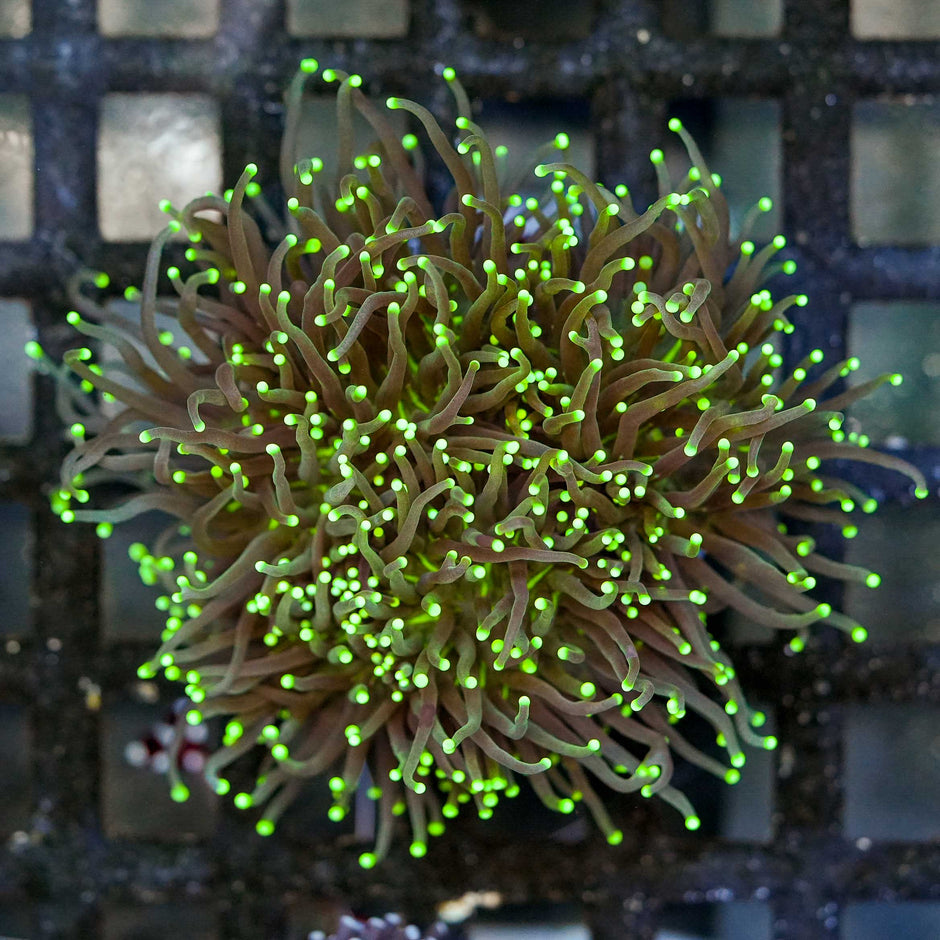 Approx 5-6 Head Dragon Breath Torch Colony