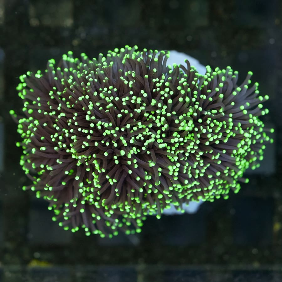 Approx 6-7 Head Black Light Torch Colony