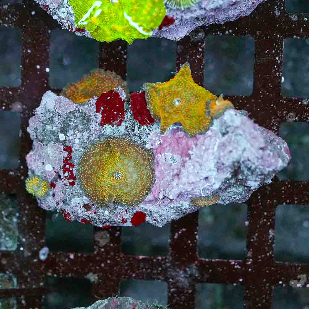 Mushroom Green With Red Spots NEON  (S)