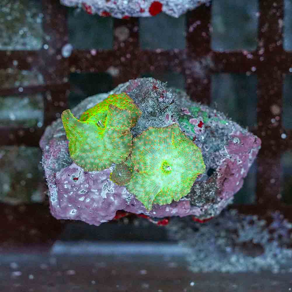 Mushroom Green With Red Spots NEON  (S)