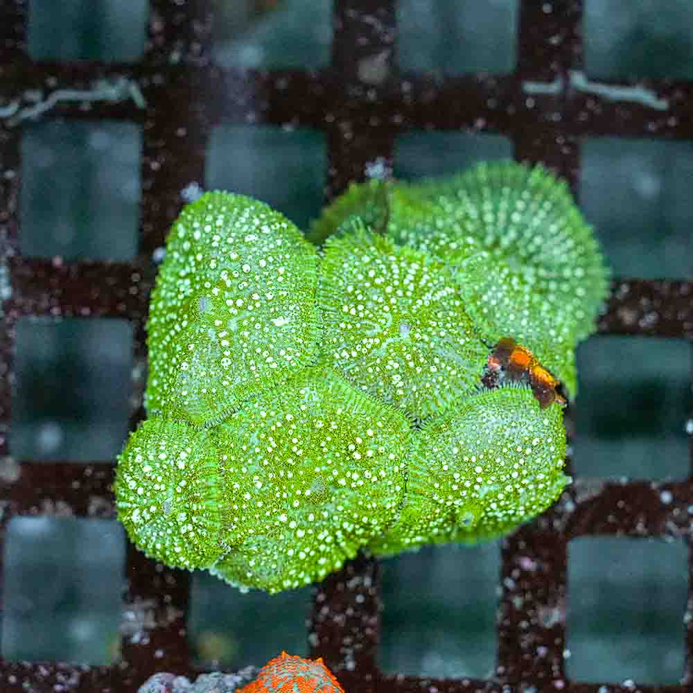 Mushroom Bull Eye Green (M)