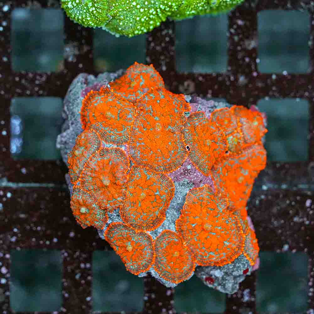 Mushroom Bull Eye Orange-Red Flame (M)