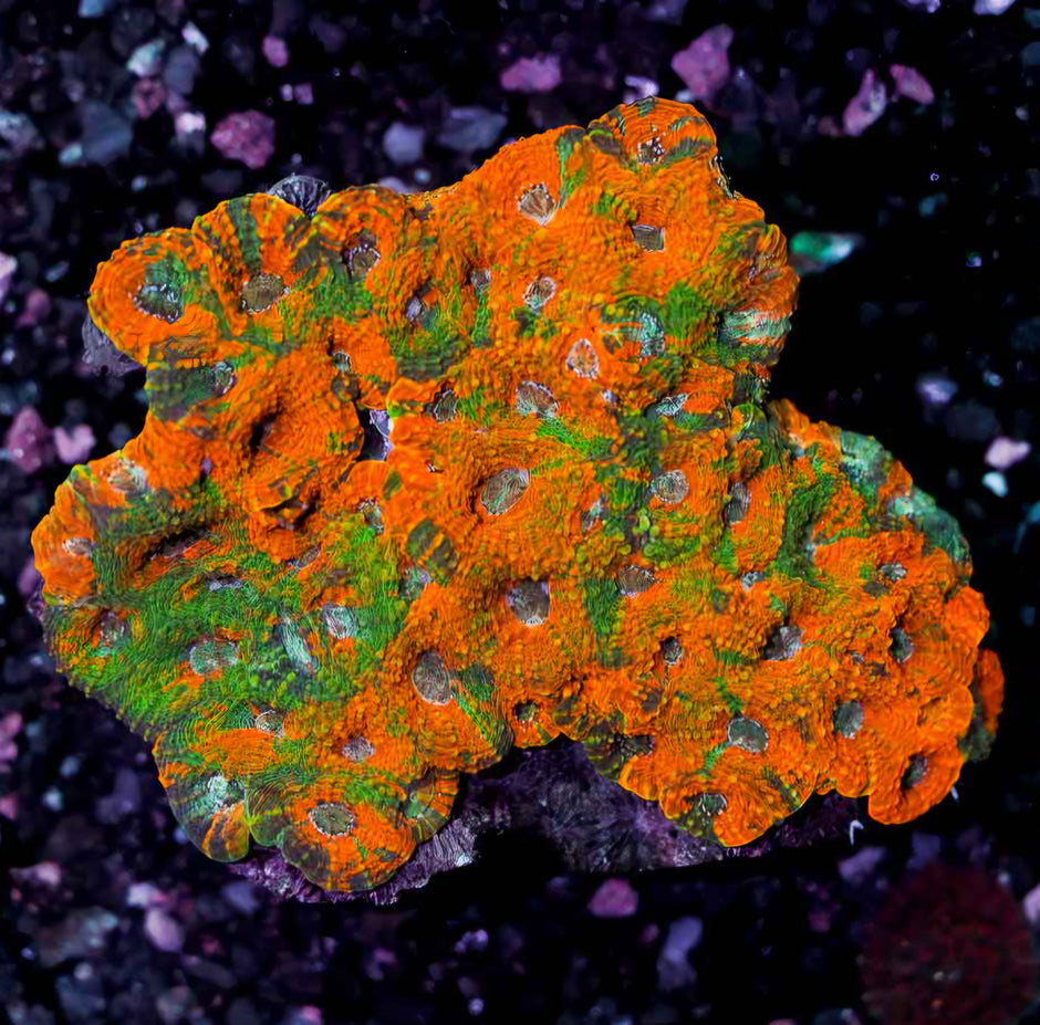 Orange Groves 🍊 Acan Echinata Colony