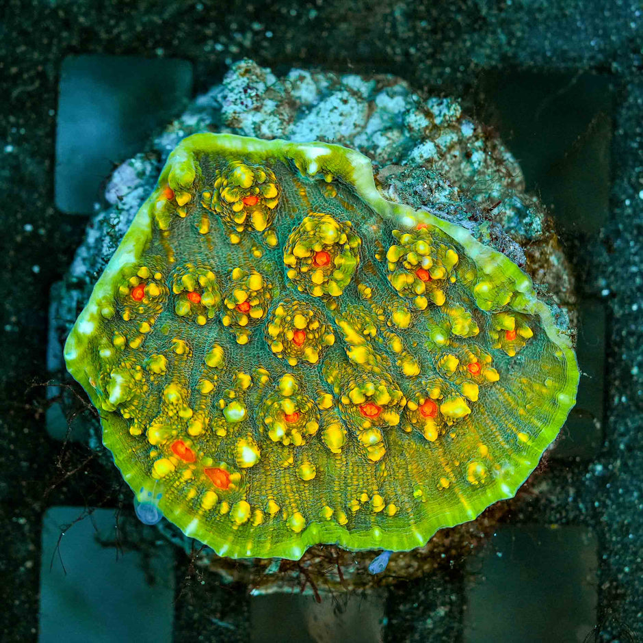 Justice League Chalice Colony
