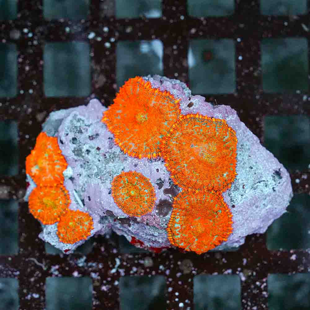 Mushroom Bull Eye Orange-Red Flame (M)