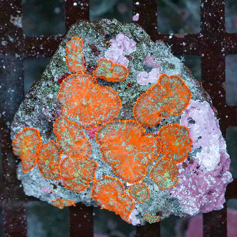 Mushroom Bull Eye Orange-Red Flame (M)