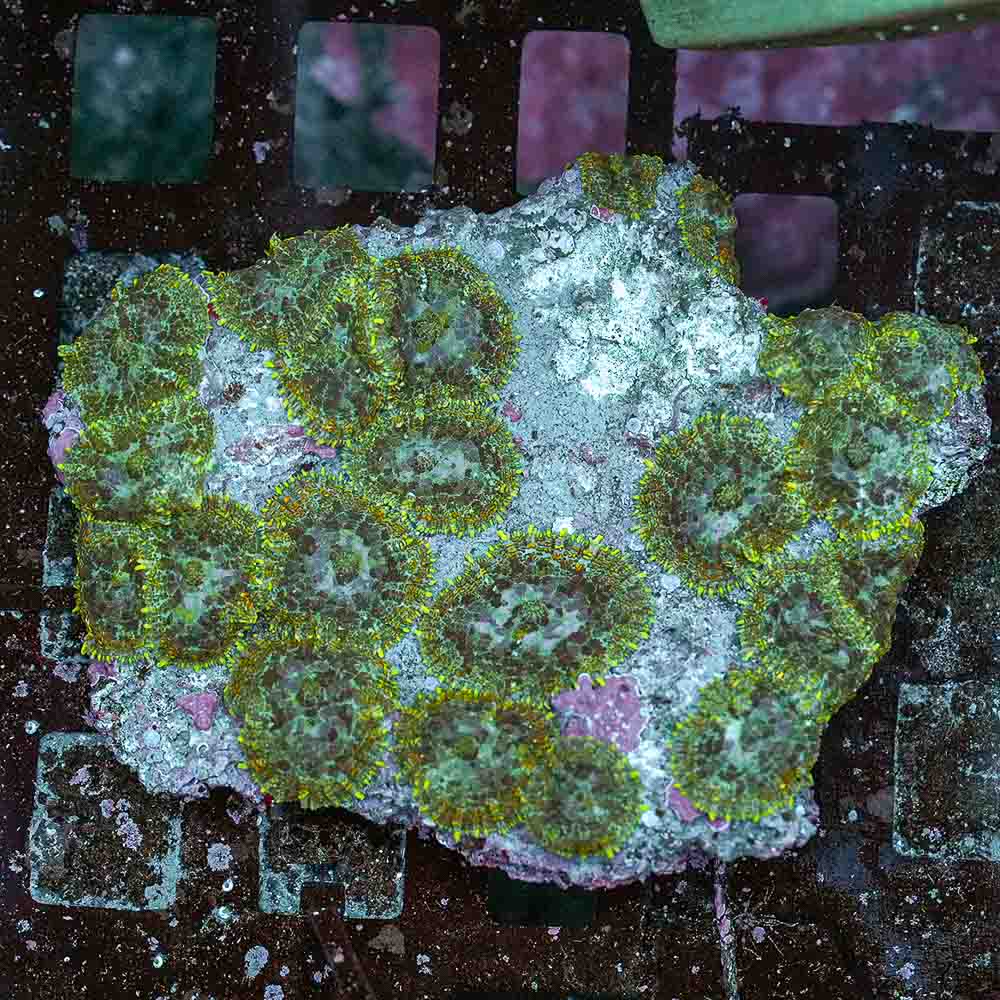 Mushroom Bull Eye Green (L)