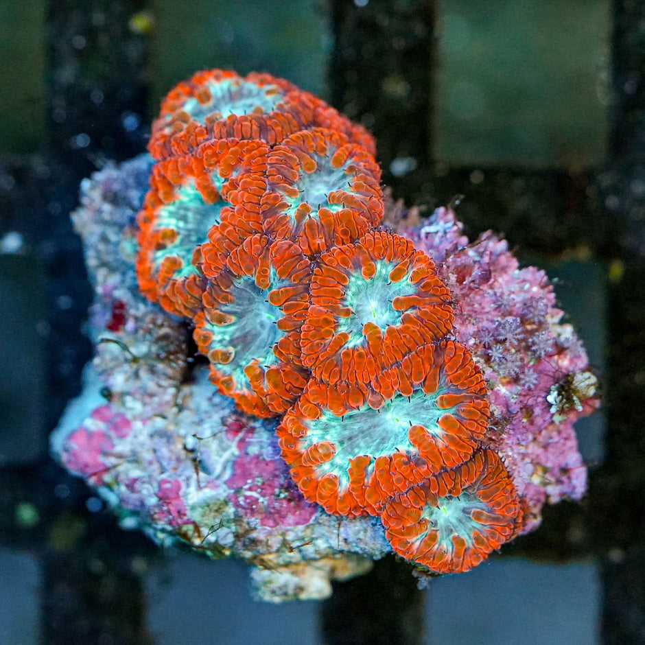Glacier Fires Indonesian Blasto Colony