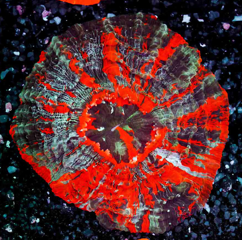 🔥🤯Armageddon Acanthophyllia🤯🔥