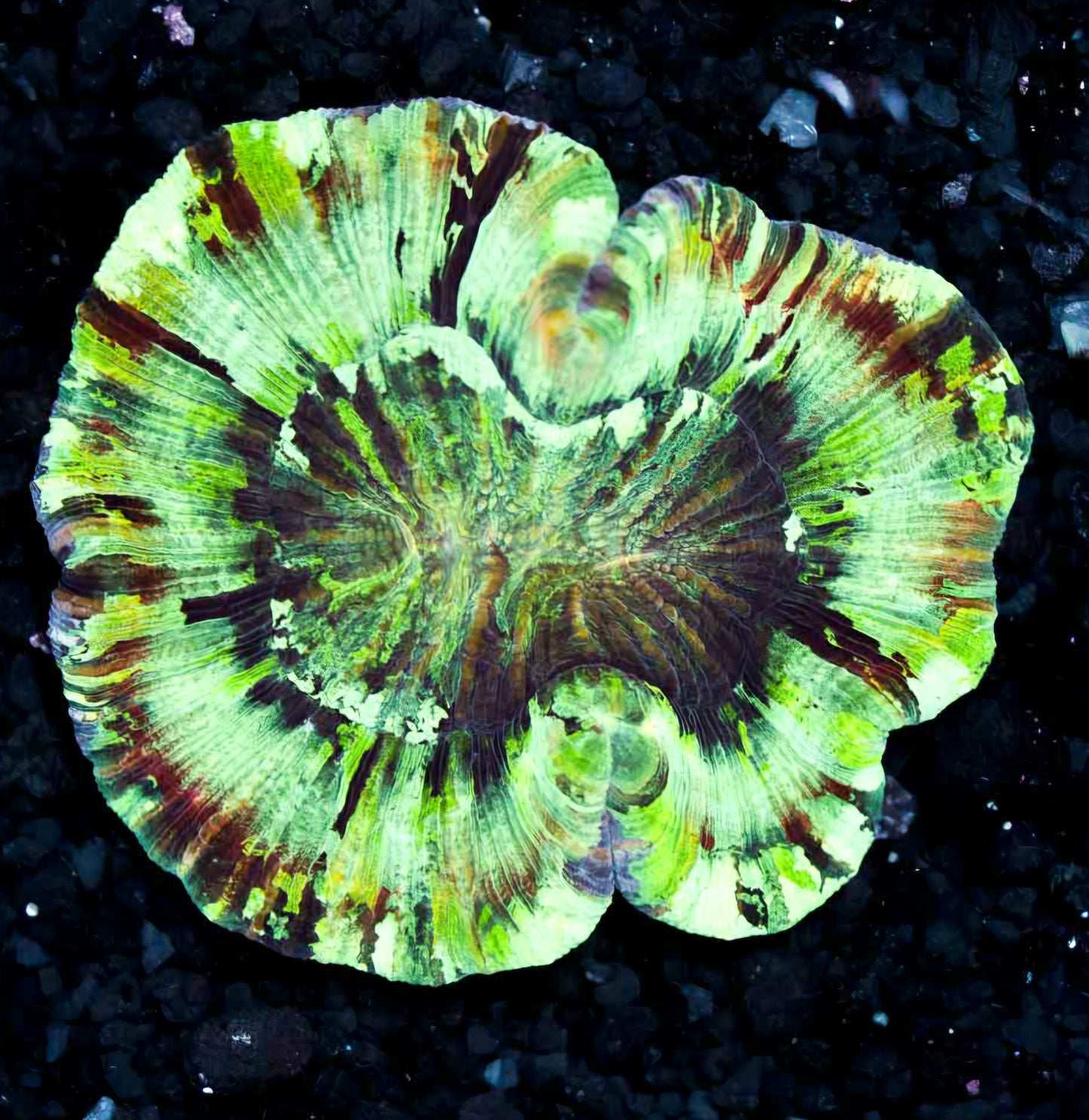 Insane Rainbow Wellsophyllia