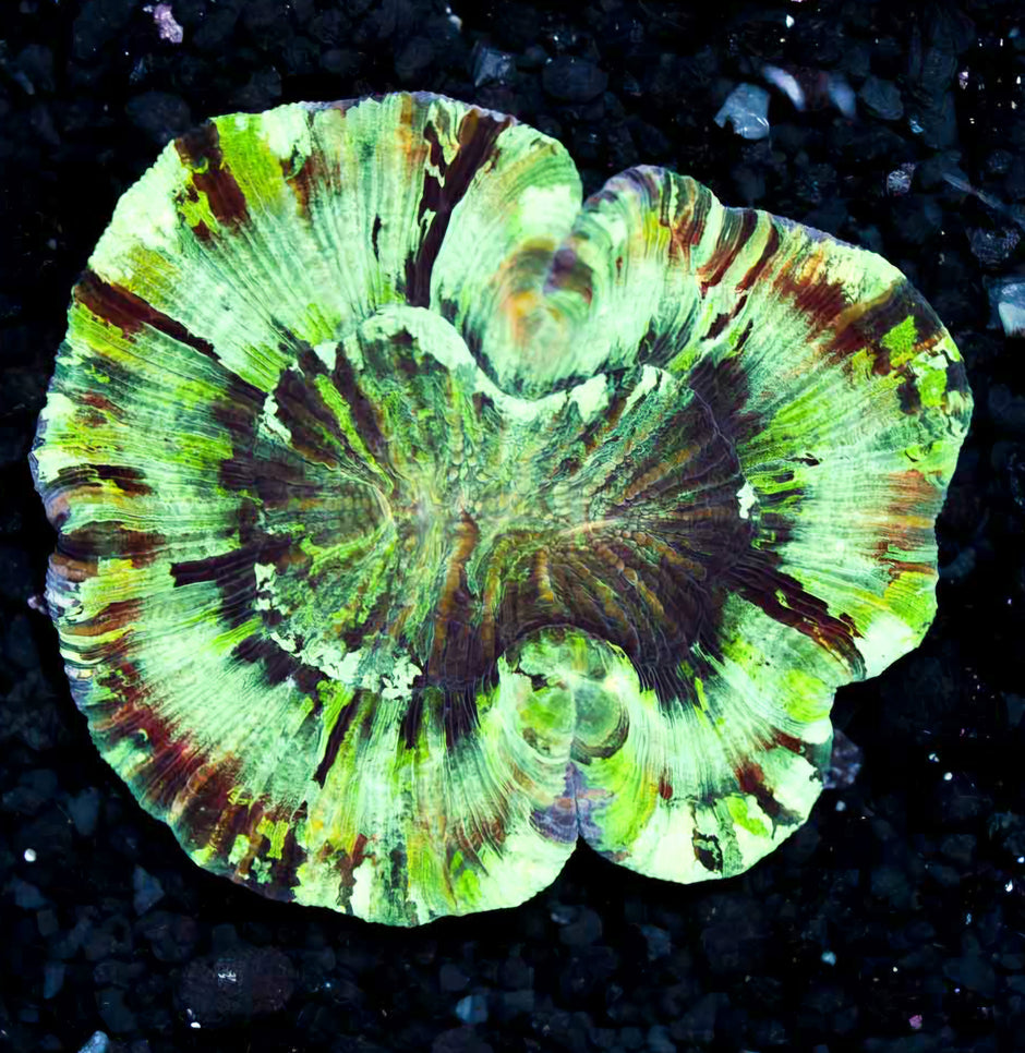 Insane Rainbow Wellsophyllia
