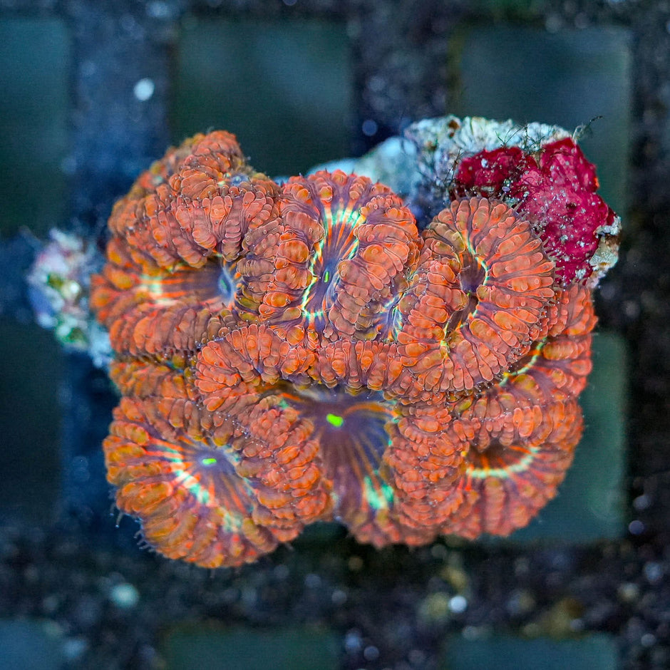Shockwave Indonesian Blasto Colony