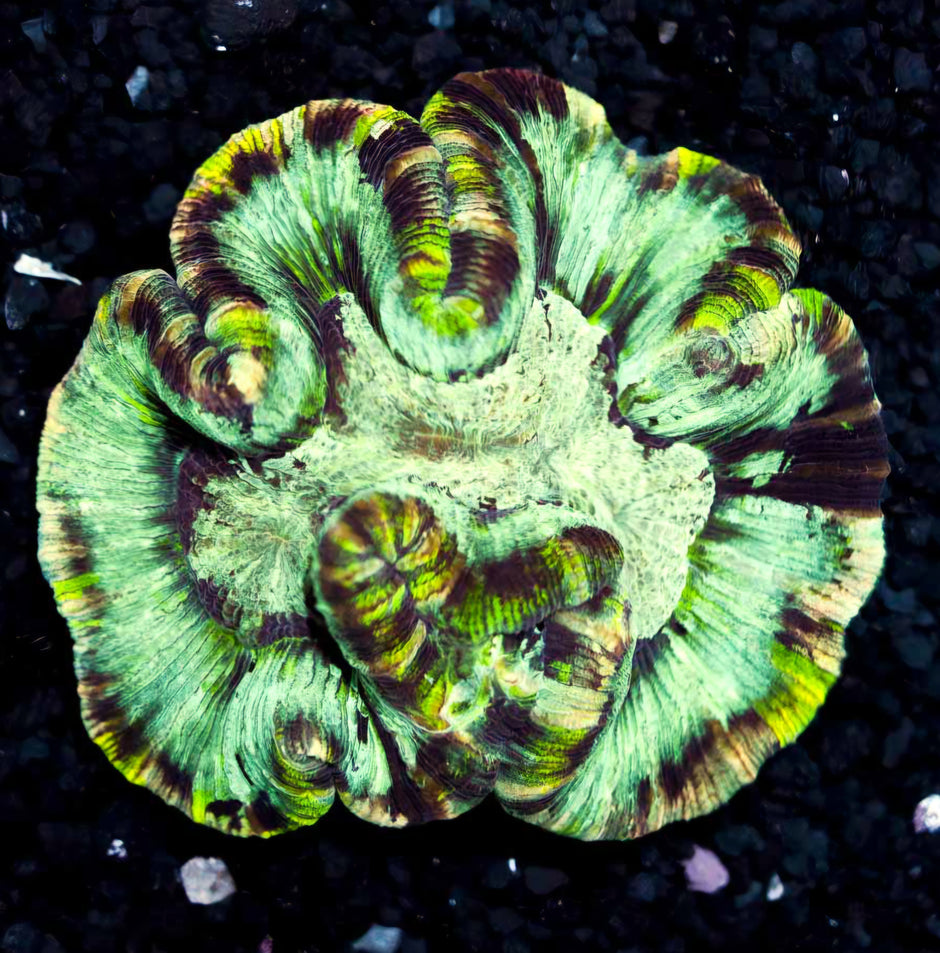 Insane Rainbow Wellsophyllia