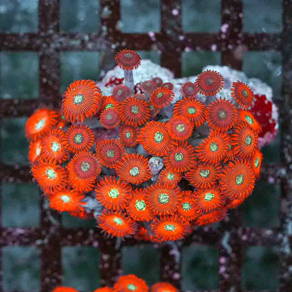 Red Magician Zoa (M)