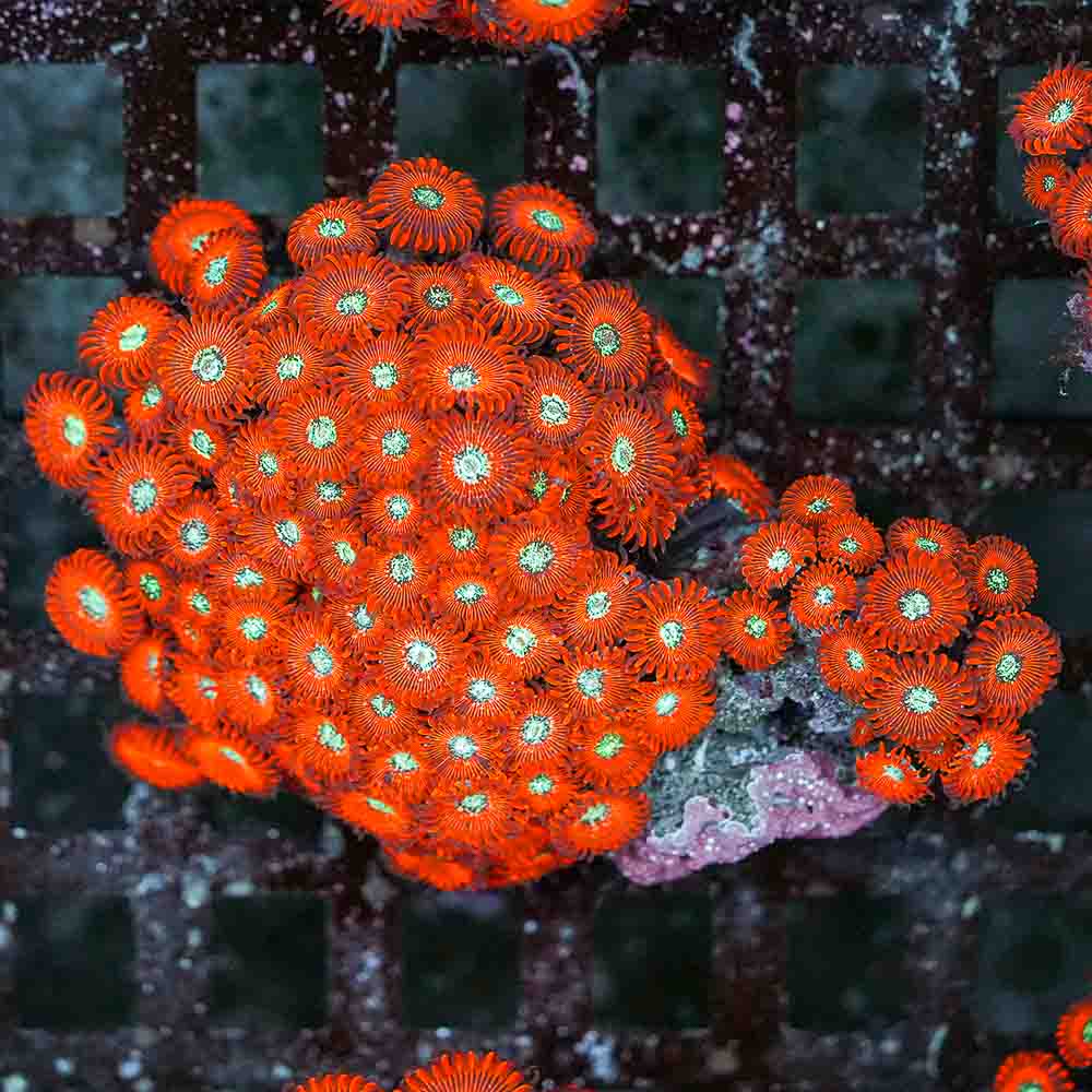 Red Magician Zoa (M)