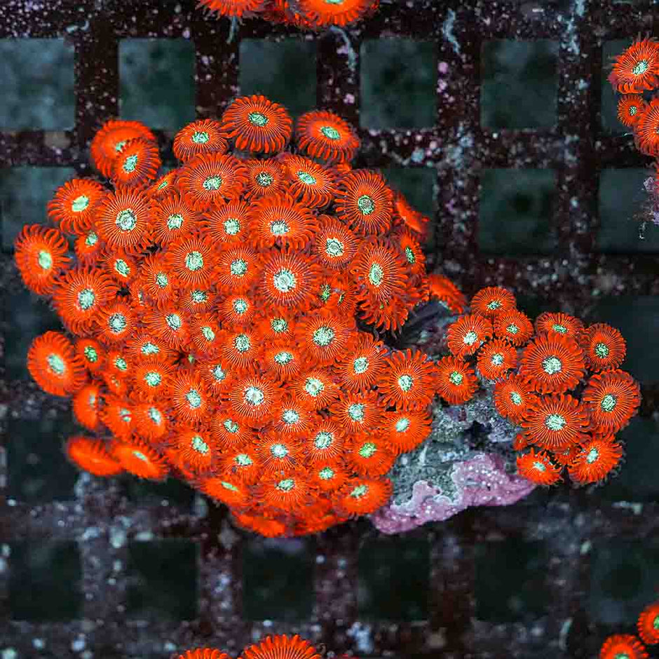 Red Magician Zoa (M)