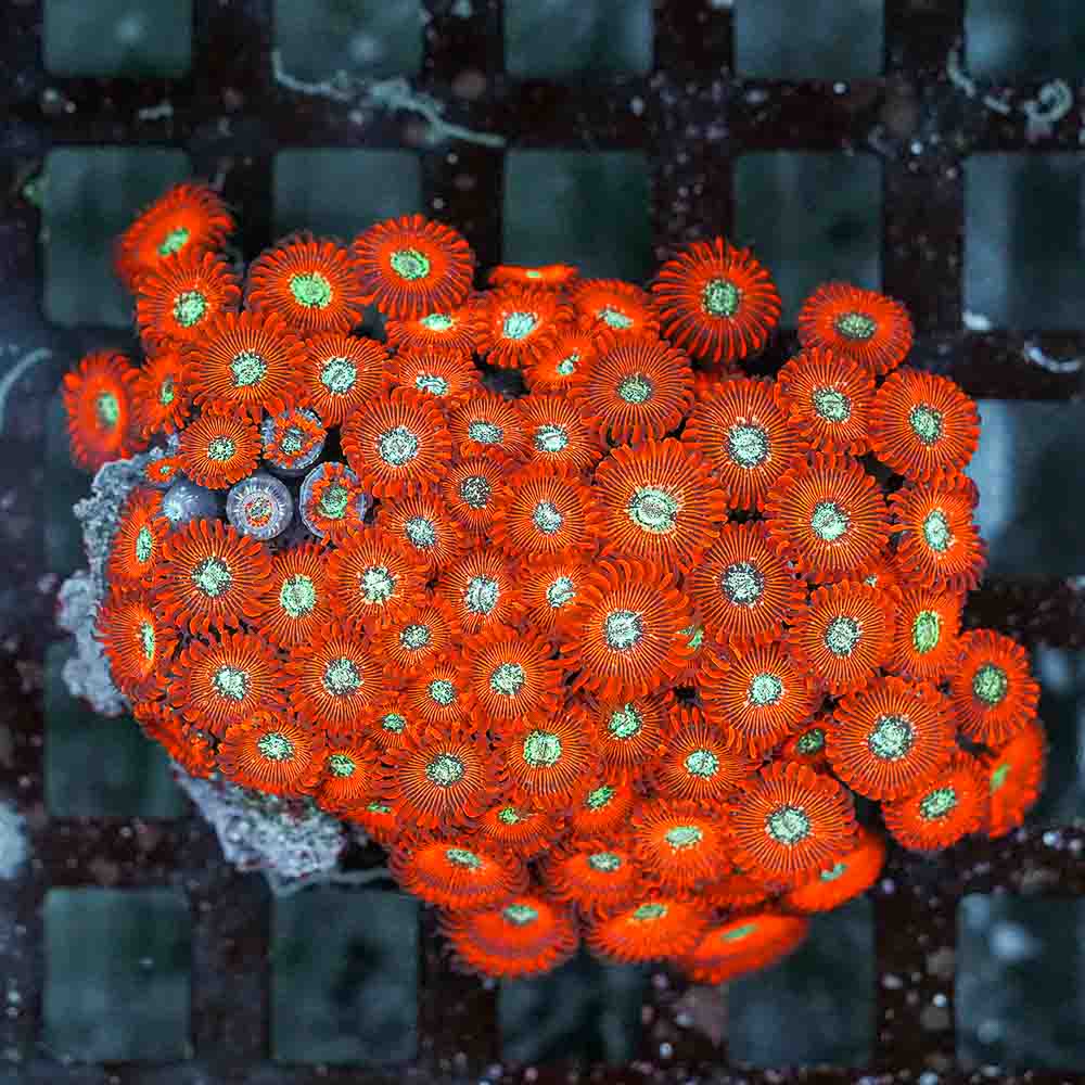 Red Magician Zoa (L)