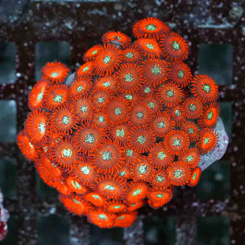 Red Magician Zoa (L)