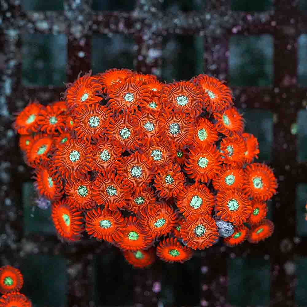 Red Magician Zoa (M)