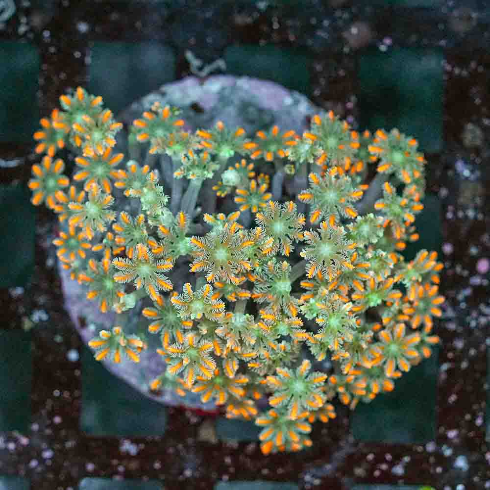 Fireworks Polyps Clove (M)